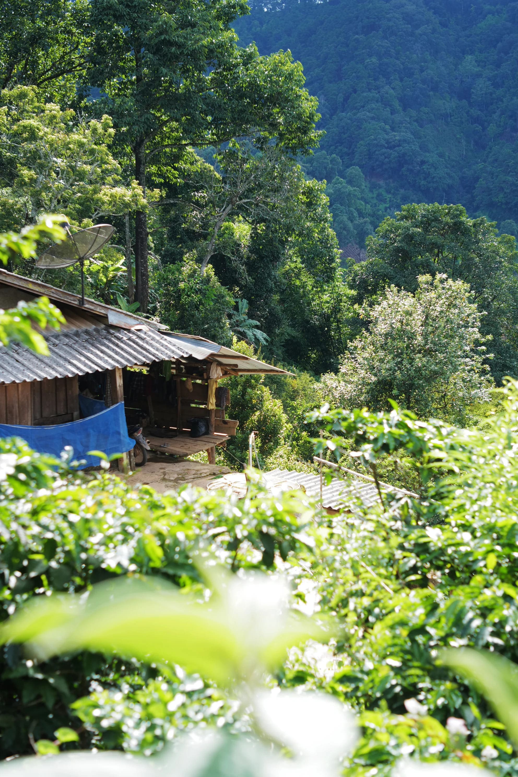 アカアマコーヒーの農園